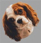 (image for) Blenheim Cavalier King Charles Spaniel